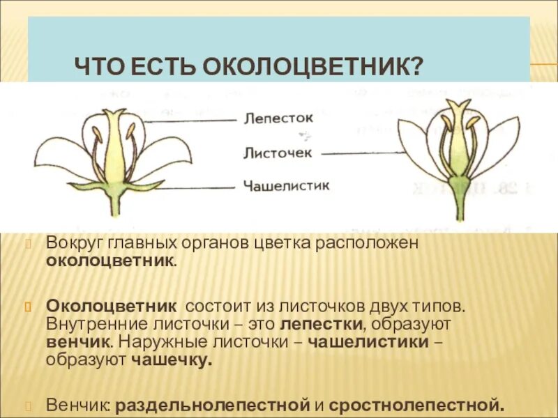 Околоцветник это в биологии 6 класс. Околоцветник 3. Состав околоцветника. Состав околоцветника цветка биология. Какой околоцветник изображен на рисунке