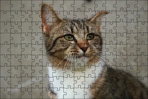 Коти п