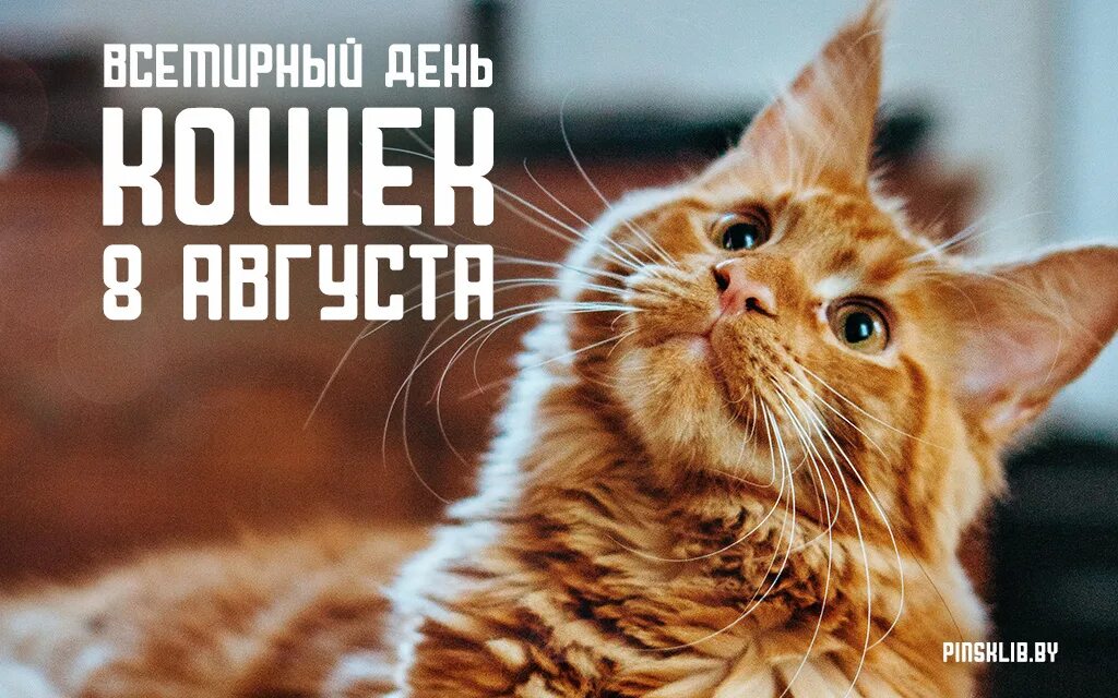 Всемирный день кошек. День кошек 8 августа. 8августв Всемирный день кошек.