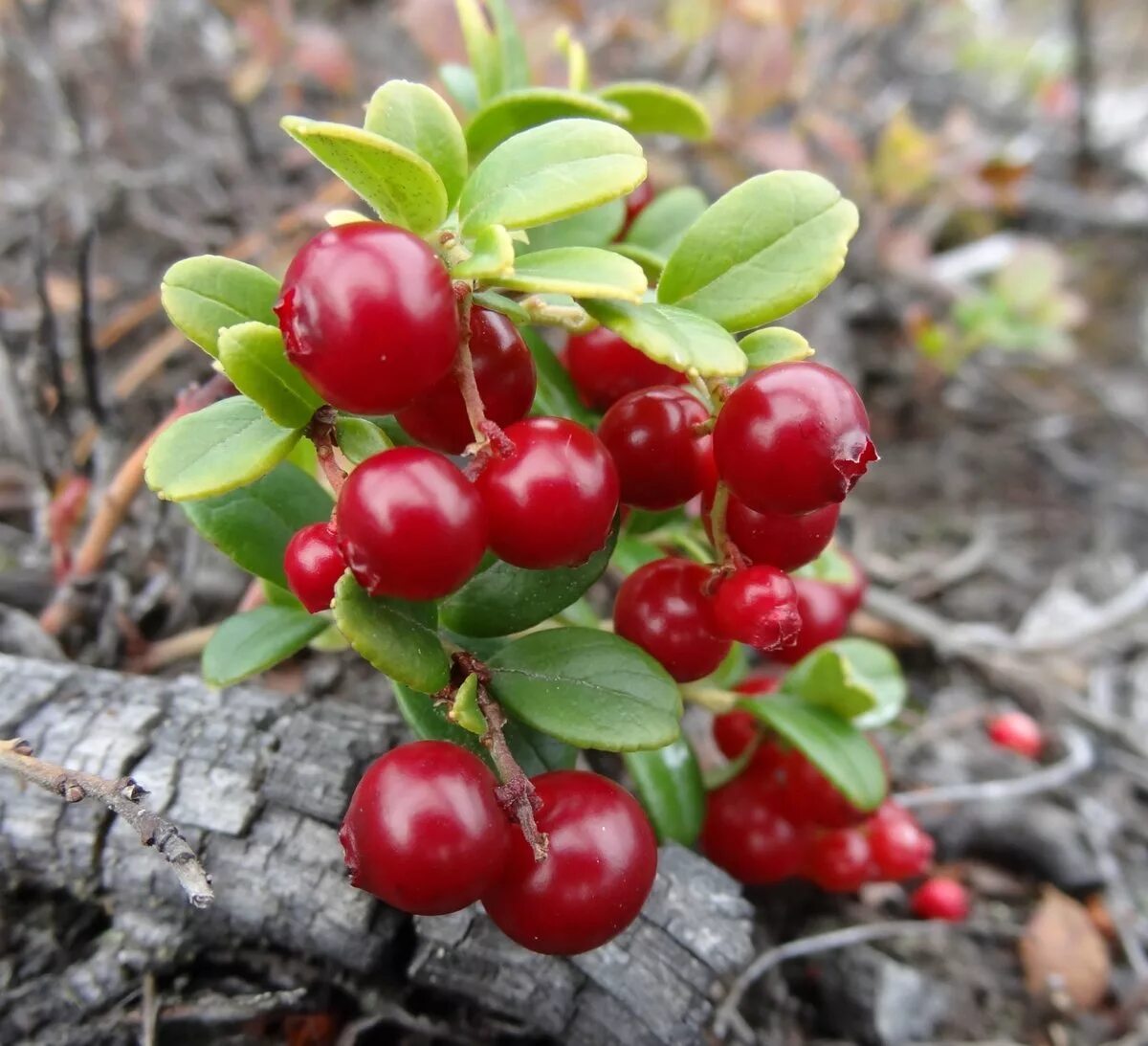 ягода красника клоповка. клоповка ягода камчатка. красника клоповка сахалинская. какую ягоду называют клоповкой. красника клоповник.
