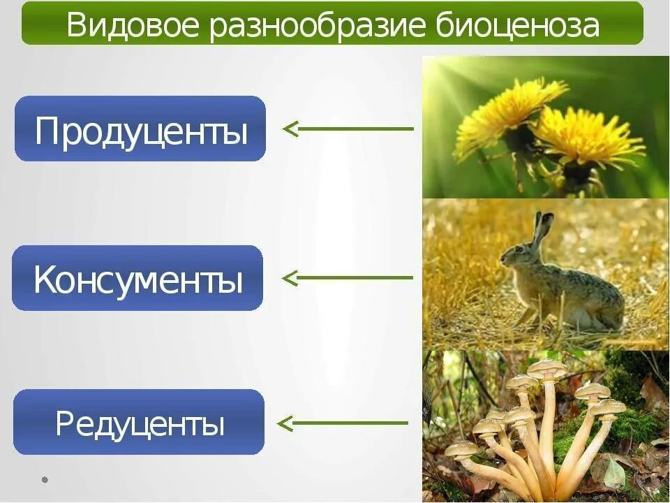 Видовое разнообразие примеры. Продуценты 2) консументы 3) редуценты. Редуценты в биоценозе. Консументы степи. Продуценты консументы и редуценты это.