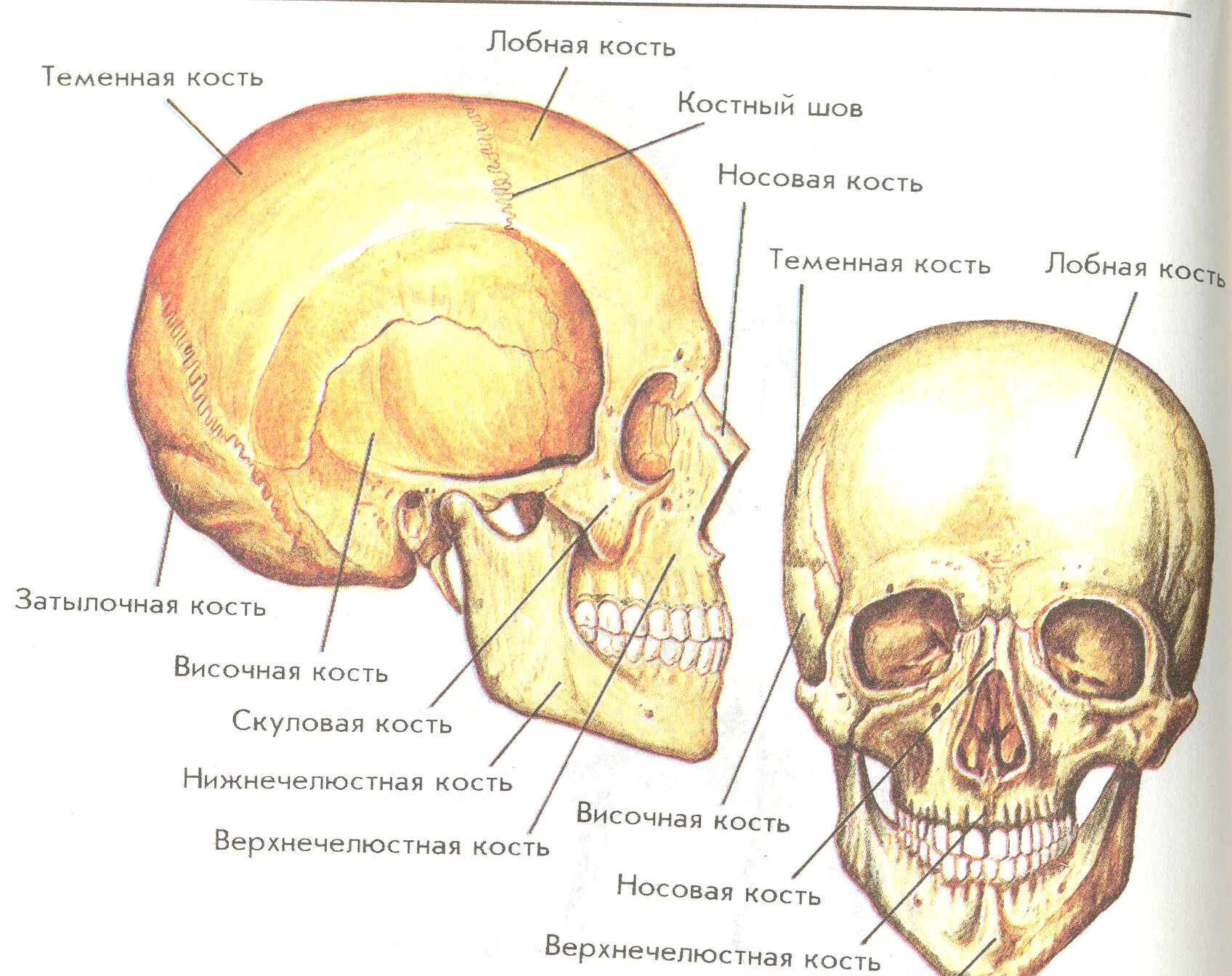 Соединение между лобной и теменной костями. Строение кости черепа человека. Строение костей черепа анатомия. Череп строение анатомия кости. Скелет черепа человека биология 8 класс.