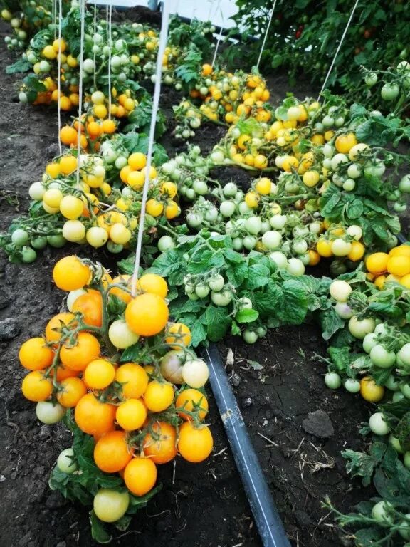 Томат монетка аэлита. Семена алтая каталог. Томат монеточка семена алтая. Сорт помидор монетка. Семена алтая томат золотце.