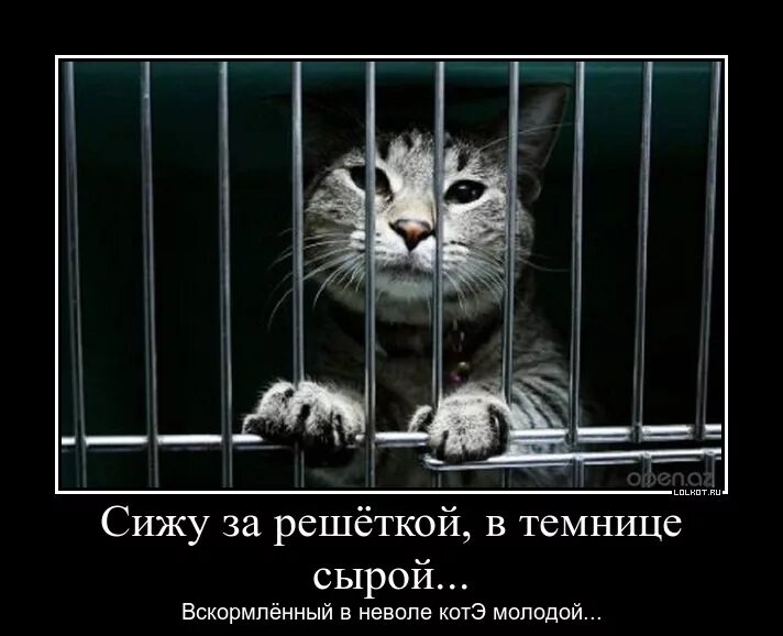 Сижу под решеткой. Кот за решеткой.