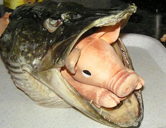 Обыкновенная центрина акула. Карась карикатура. Карась свинья. Рыба свинья. Карась карикатура.