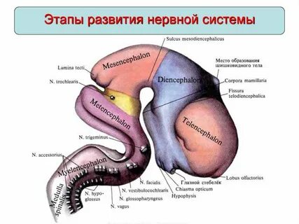 Нервный пузырь