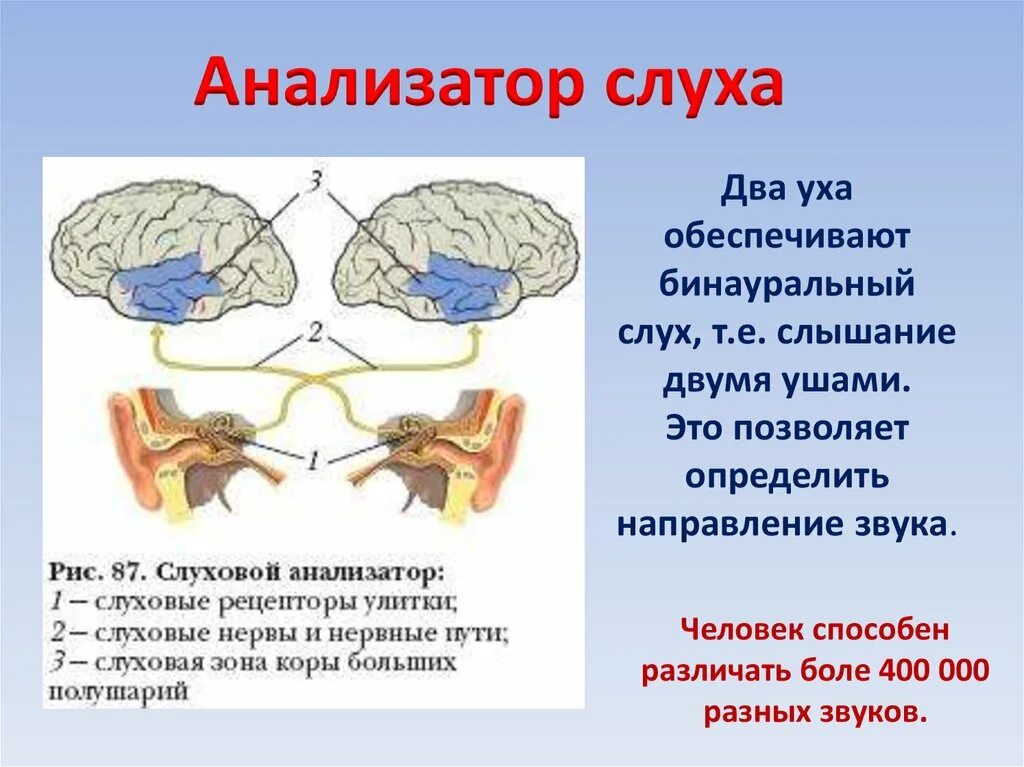 Слуховой нерв в мозге. Схема слухового анализатора рецепторы. Строение слухового анализатора с коры. Основные зыень слкхового анадищатора. Части слухового анализатора схема.