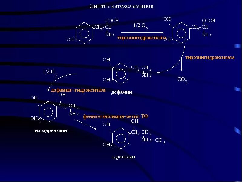 Естественные источники дофамина. Синтез норадреналина биохимия. Синтез катехоламинов. Синтез катехоламинов биохимия. Реакции синтеза катехоламинов.