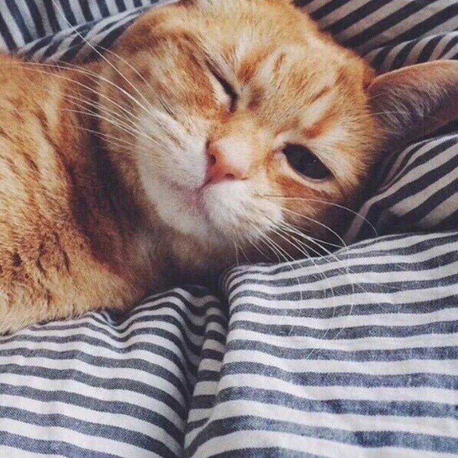 Котенок проснулся. Рыжий кот проснулся. Рыжий котенок спит. Смотреть картинки кот проснулся. Рыжий кот проснулся.