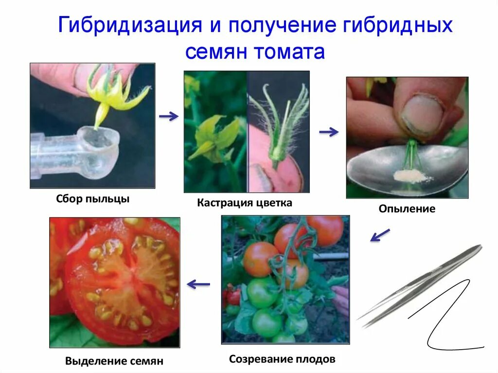 Клеточные гибриды. Соматическая (клеточная) гибридизация. Соматическая гибридизация примеры. Соматическая гибридизация растений. Гибридизация соматических клеток.