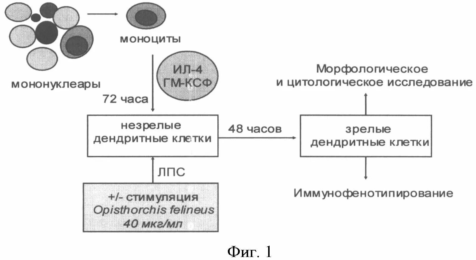 Описторхоз лечение у взрослых препараты схема лечения. Схема лечения описторхоза бильтрицидом взрослых. подготовка к лечению описторхоза бильтрицидом схема. схема лечения описторхоза. лечение описторхоза у взрослых схема.