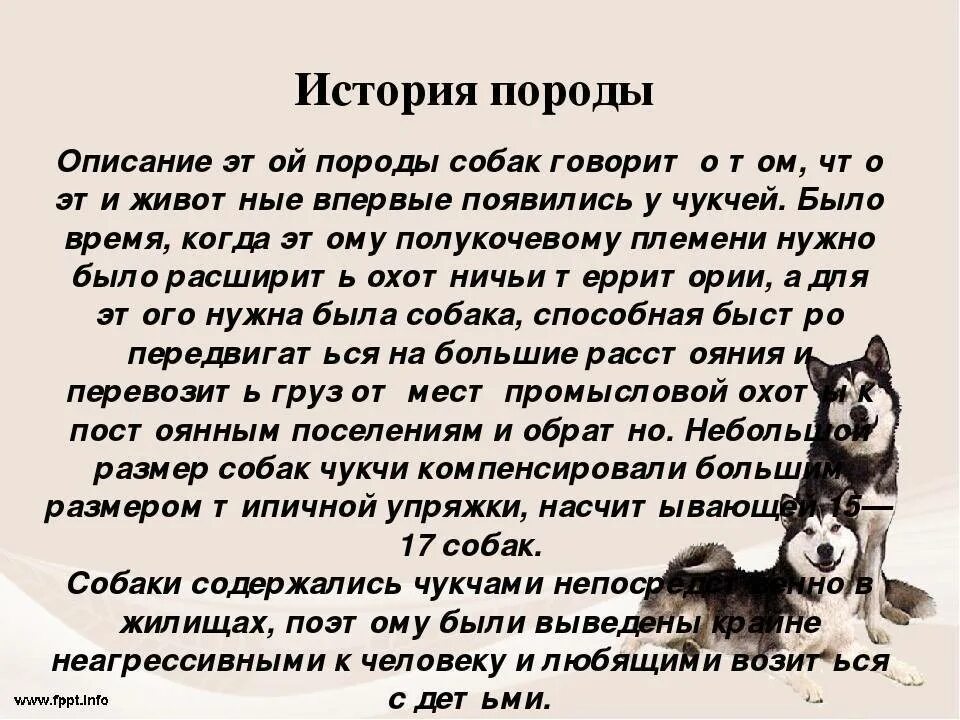 Рассказ о породе собак. Рассказ хасок. Хаски краткое описание. Рассказ о породе собак 2 класс.