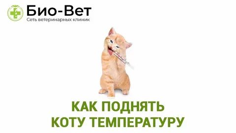 Здоровая температура кошки