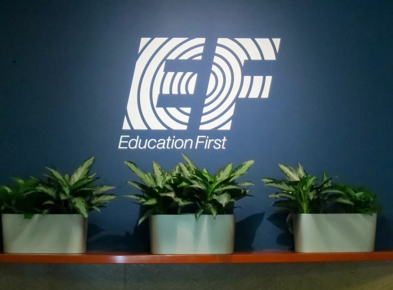 Education first. EF логотип. EF Education first. EF Education логотип. Ed first