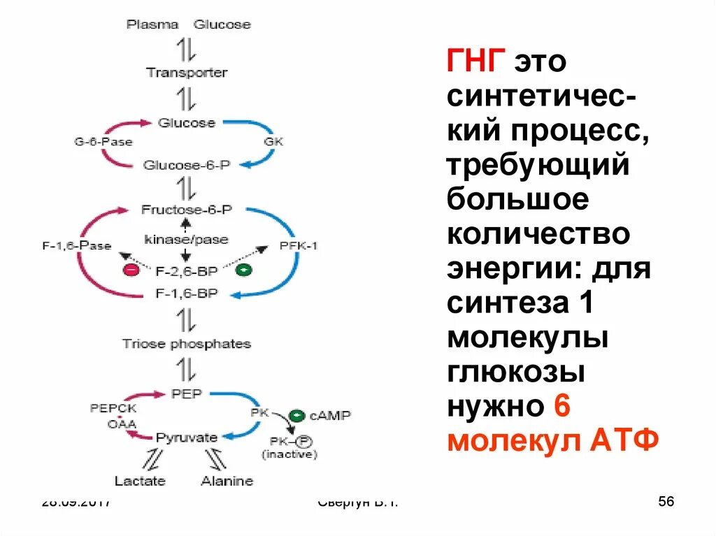 Биосинтез и расщепление. Синтез двух молекул АТФ на одну молекулу Глюкозы. Синтез Глюкозы. АТФ Синтез Глюкозы из лактата. Глюконеогенез из жиров.