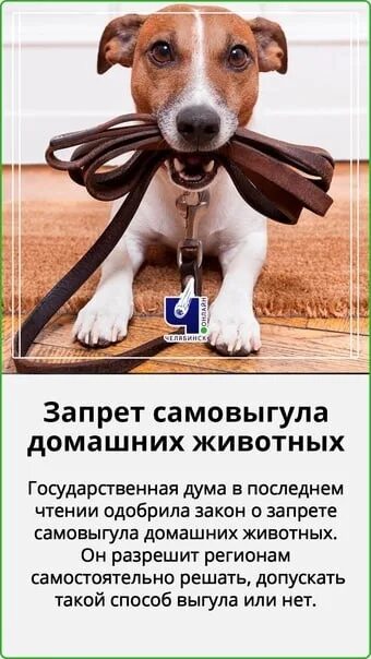 Законопроект о запрете животных. Самовыгул животных. самовыгул собак.