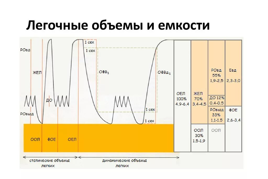 Величина дыхательного объема. Легочные емкости таблица. Дыхательные объемы легких таблица. Основные дыхательные объемы и емкости. Общая емкость легких таблица.