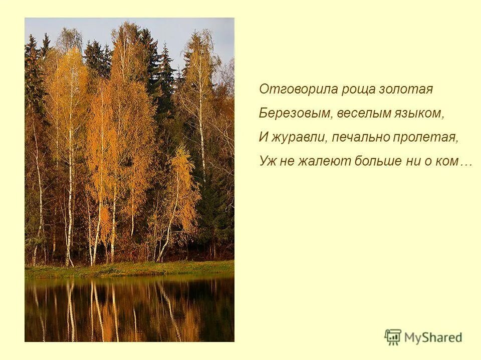 Слушать песню отговорила песню золотая. Стих Отговорила роща Золотая березовым веселым языком. Есенина Отговорила роща Золотая. Стихотворение Отговорила роща Золотая березовым, весёлым языком,. Есенин Березовая роща.