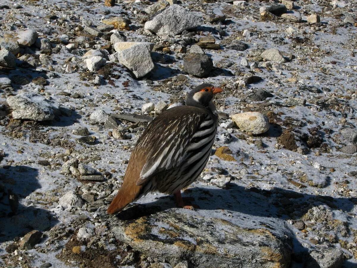 Кавказский улар. Тибетский улар (Tetraogallus tibetanus). Гималайский улар. Алтайский улар птица. Горная индейка 4