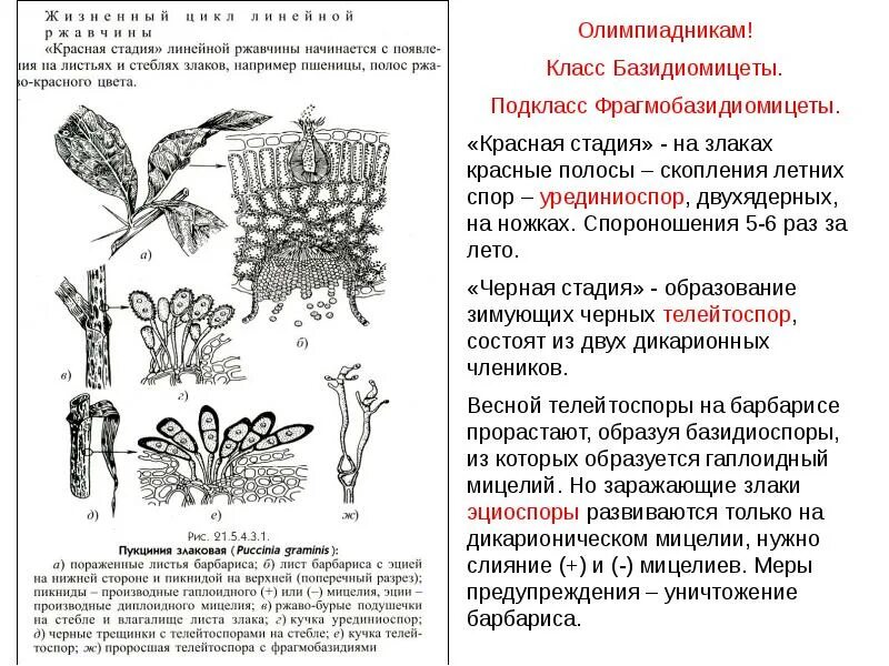 Характеристика грибы лишайники. Спороношение у лишайников. Грибы и лишайники презентация. Лишайники классы базидио. Скопление спороношения грибов это.