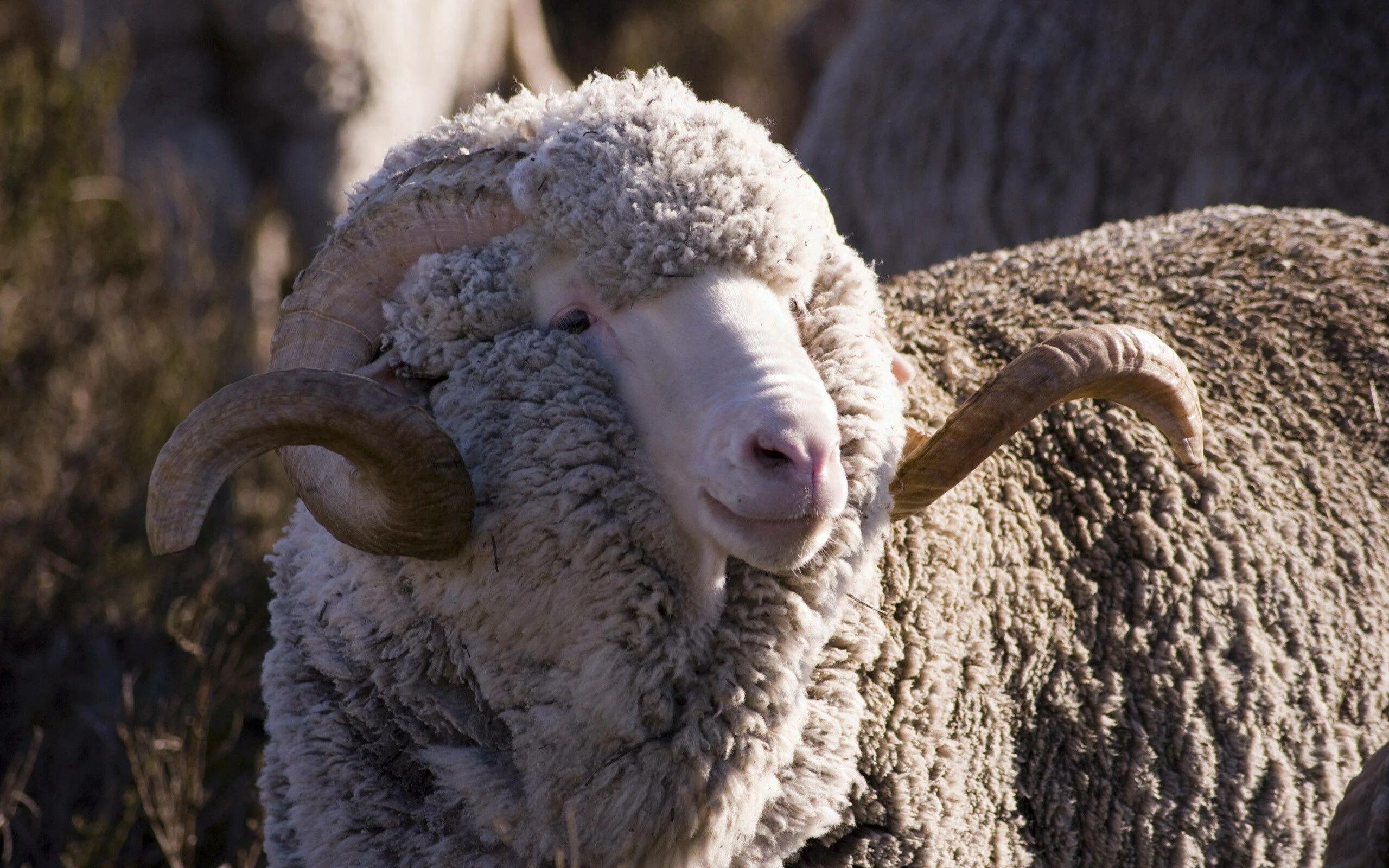 Порода Баранов меринос. Рамбулье порода овец. Тяньшанская порода овец. Овцы породы меринос. Порода овец меринос