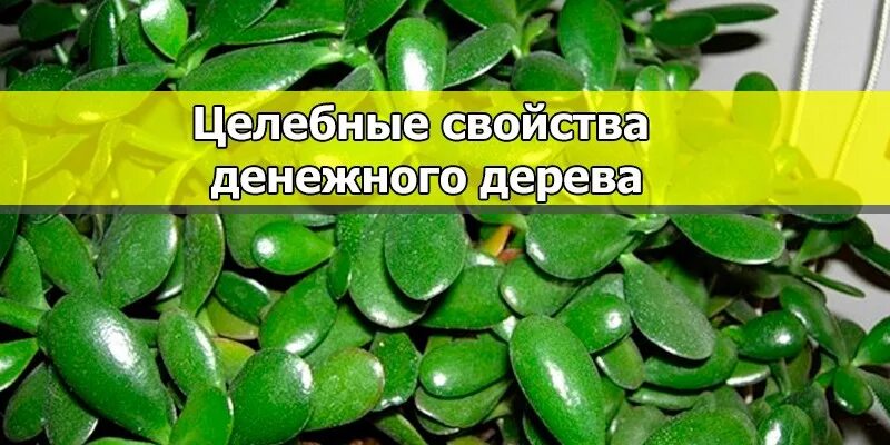 Лечебные свойства денежного дерева