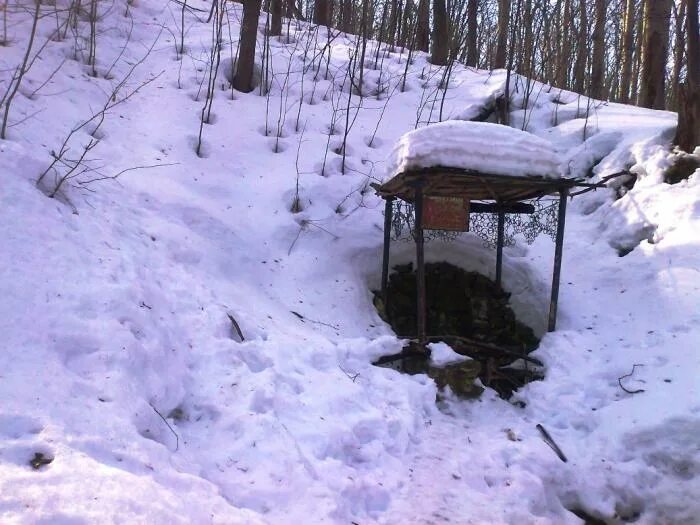 Видели в лесу родник с оранжевыми