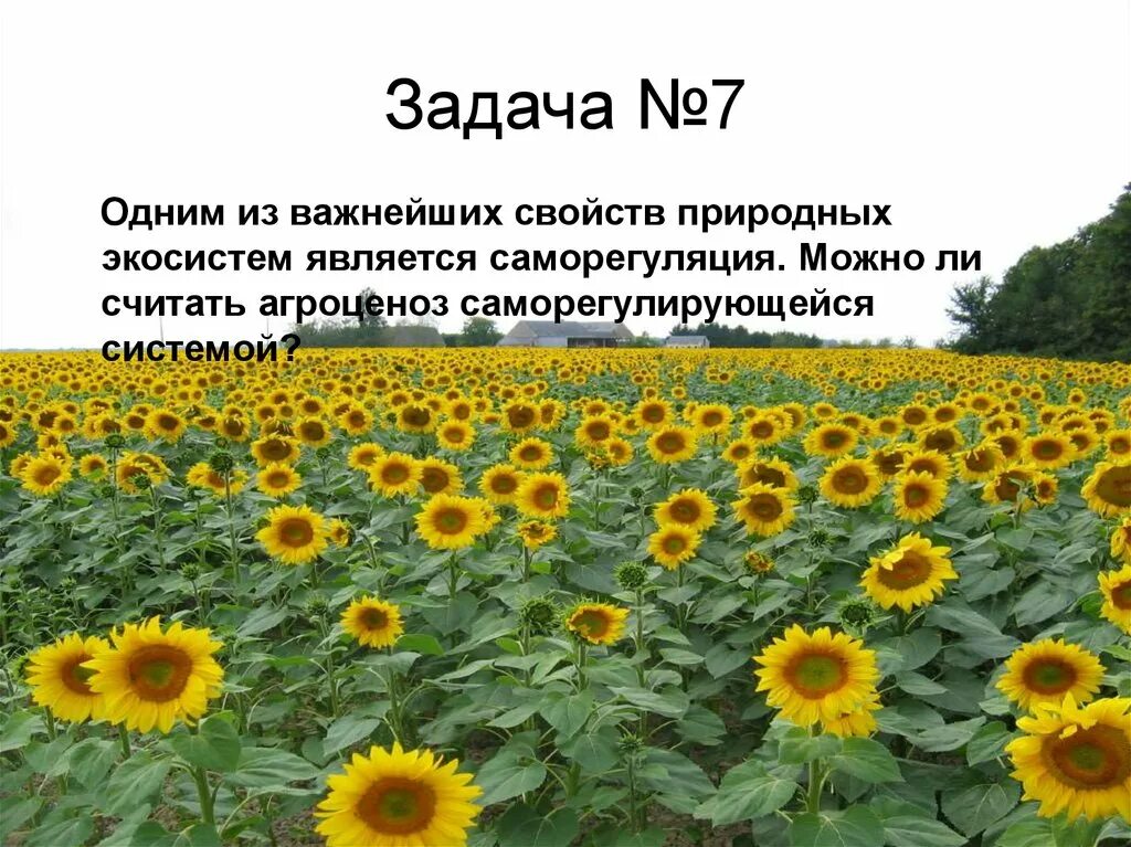 Почему агроценоз. Саморегуляция агроценоза. Саморегуляция природной экосистемы и агроценоза. Агроценоз-подсолнух сообщение. Задания на агроценозы. Биология.