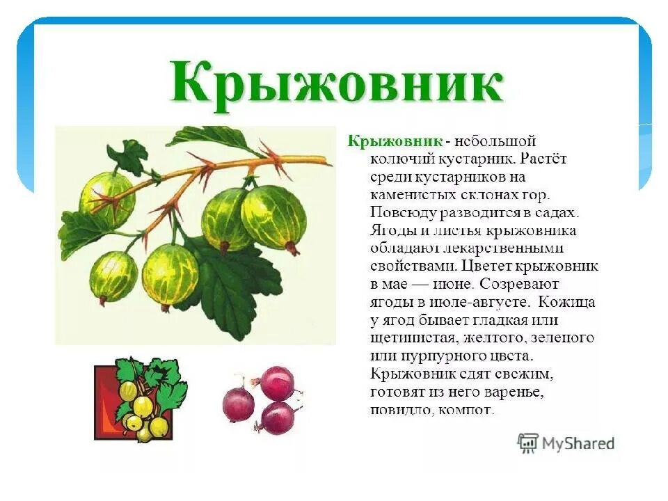 Крыжовник краткое содержание подробно. Крыжовник 3 класс описание.