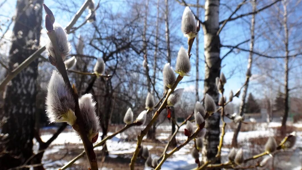 Весенний пейзаж. Природа весной. Запало весной. Подснежник ветреница лесная. Запало весной.