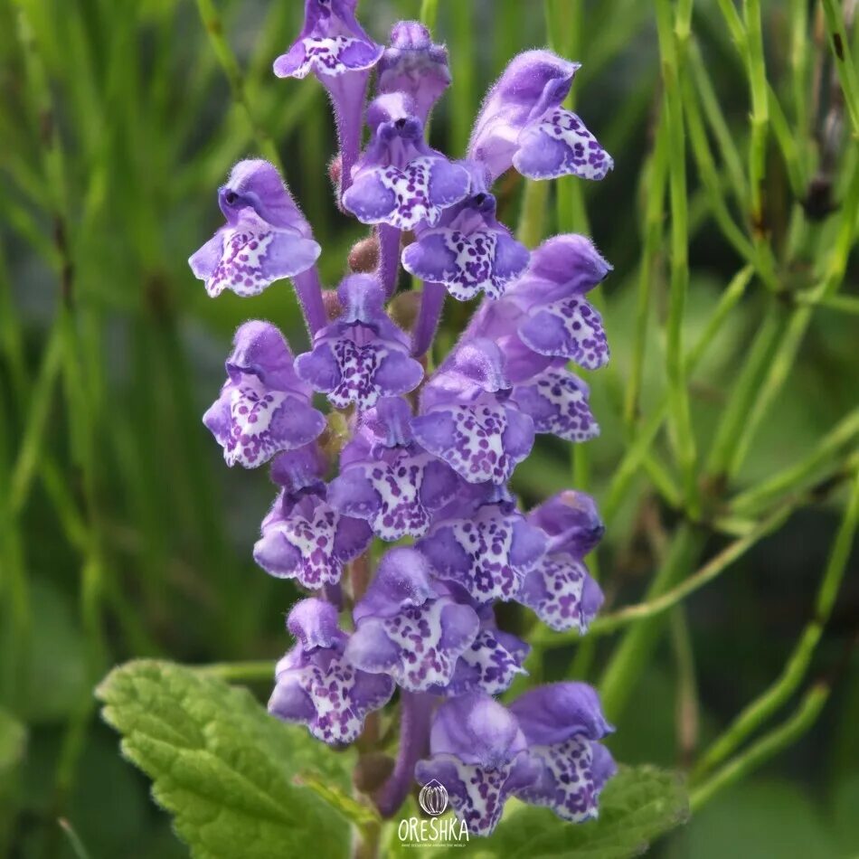 Scutellaria baicalensis root