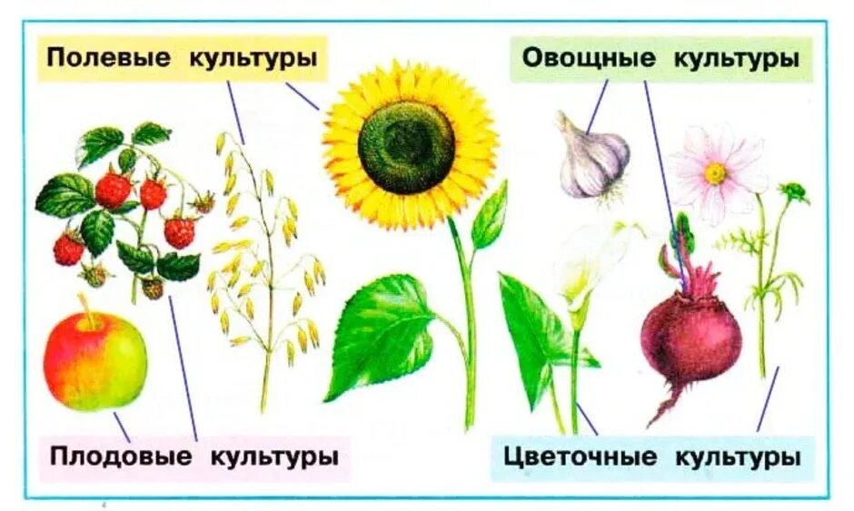 Культурные растения. Культурное растение рисунок. Полевые культуры культурные растения. Дикие и культурные растения. Культурные растения нарисовать