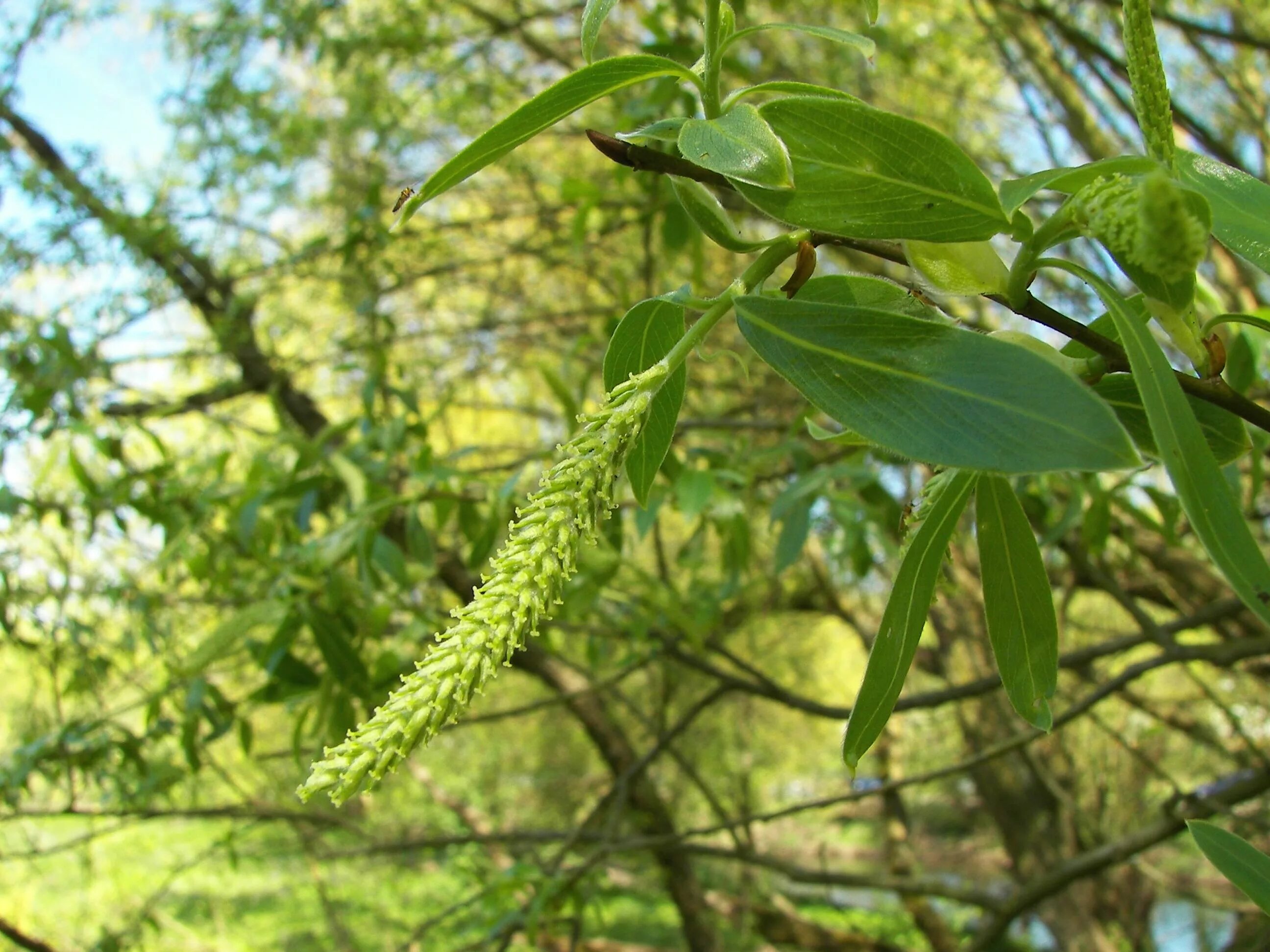 Ива белая (Salix Alba). Ива белотал. Ива белая Salix Alba tristis. Ива белая Salix Alba плоды. Что является частью мужского растения ивы