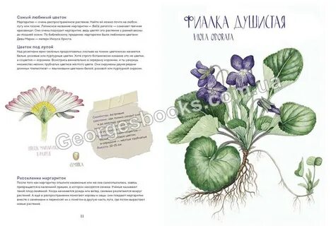 Названия цветов в названии книг