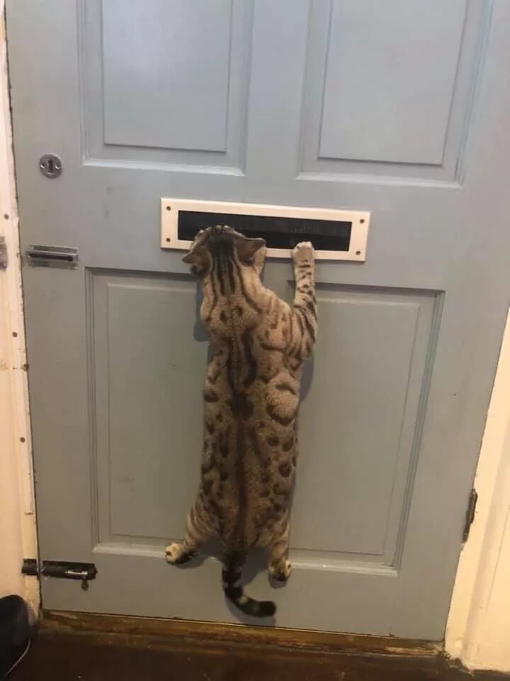 Включи веселый кот doors. Откройте гады. Кот выглядывает из окна. Кот за дверью. Кот открывает дверь.