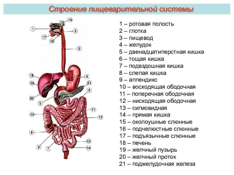 Органы пищевод человека