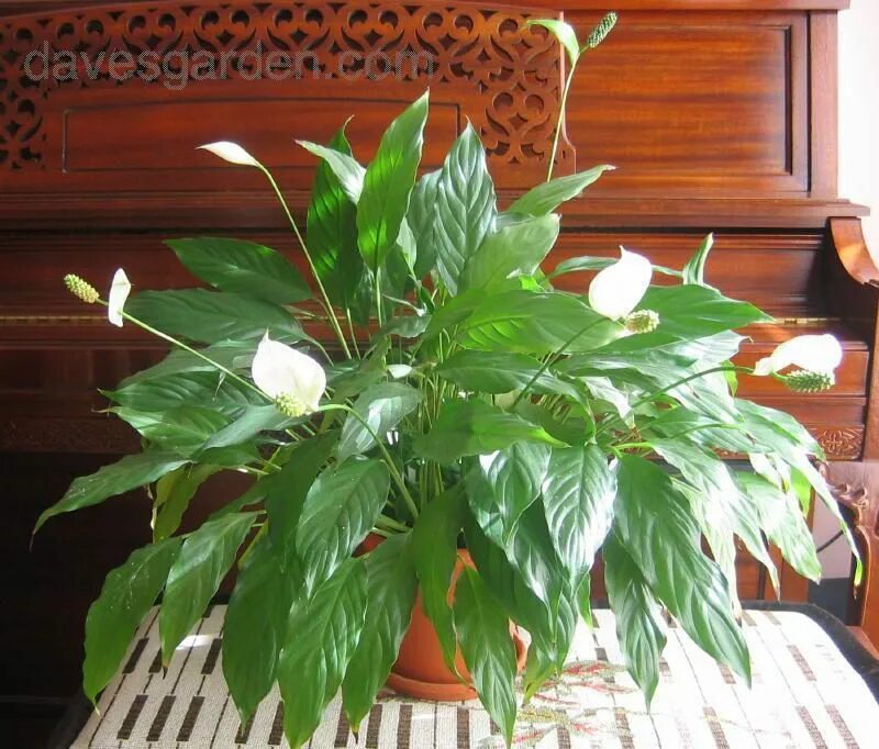 Спатифиллум. Спатифиллум (Spathiphyllum). Спатифиллум Уоллиса. Спатифиллум floribundum. Как посадить спатифиллум