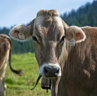 Cow head