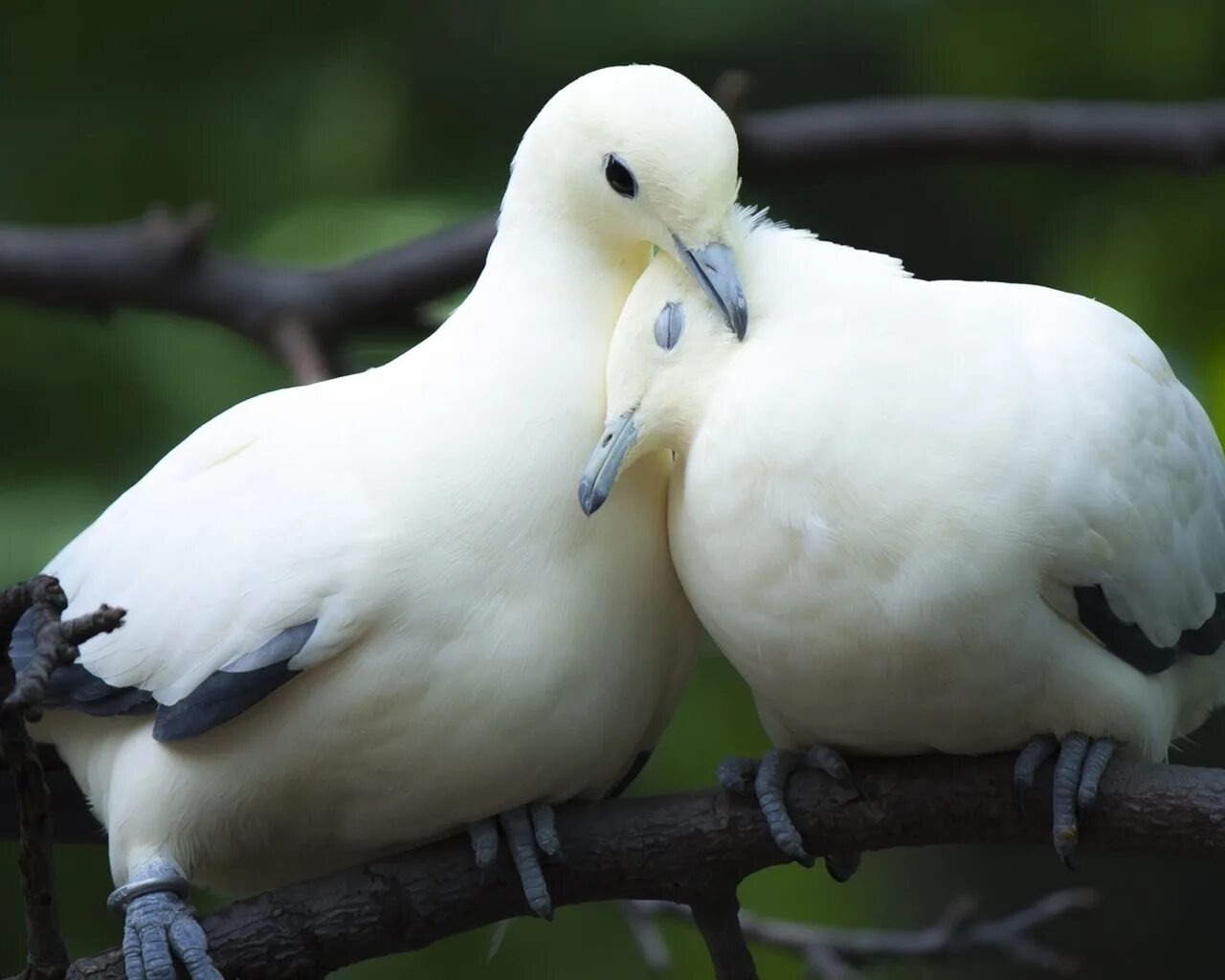 Nice birds. Голубки. Птица голубь. Пара птиц. Поцелуй птиц.