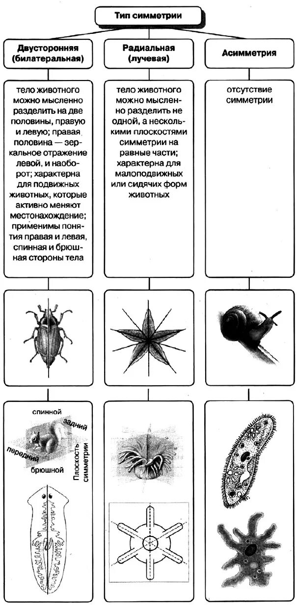 Типы симметрии животных 8 класс впр. Типы симметрии биология 7 класс. Типы симметрии в биологии 8 класс. Типы симметрии животных таблица. Типы симметрии животных 7 класс биология.