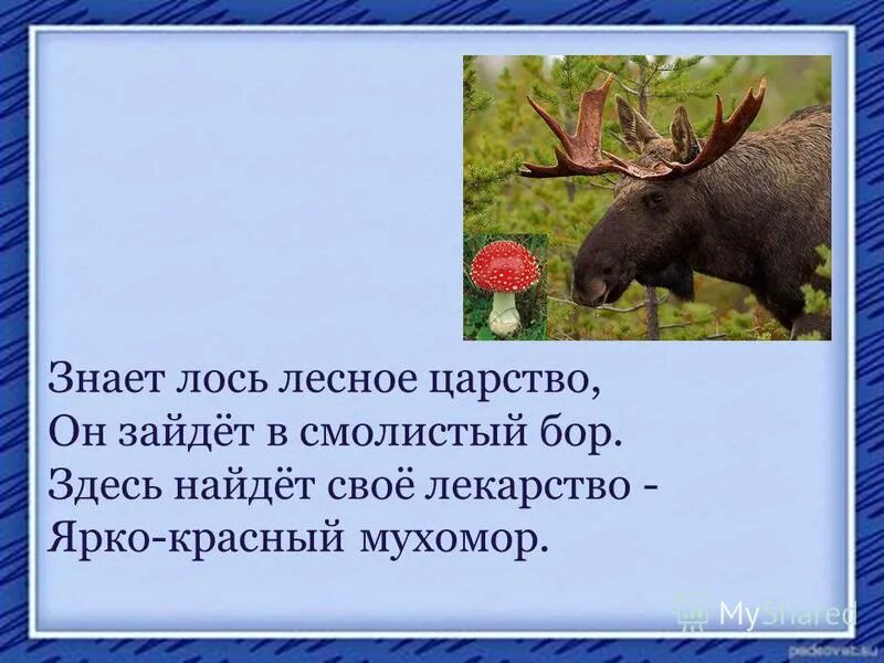 Загадка про лося. Стих про лося. Стих про лося для детей. Стишок про лося для детей. Твой лось твой