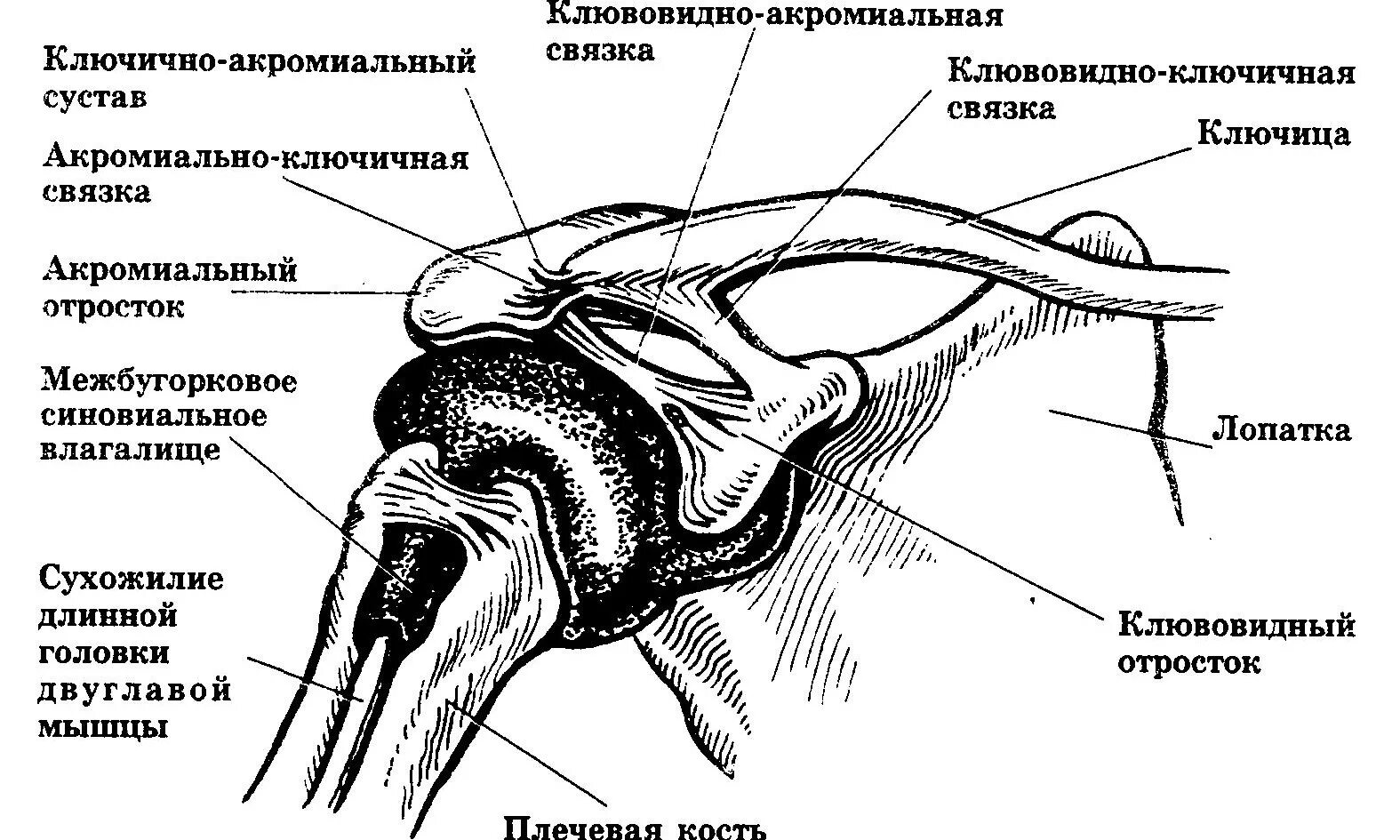 Ссылка на источник https mrtpetrograd ru. Акромиально-ключичный сустав анатомия. Строение акромиально-ключичного сустава. Акромиально-ключичный сустав суставные связки. Плечевой сустав схема строения сустава.