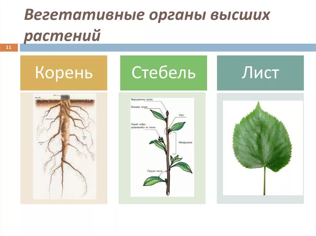 Функция корня стебля. Вегетативное строение растений. Строение вегетативного корня. Вегетативные органы корень стебель лист. Строение вегетативных органов растений.