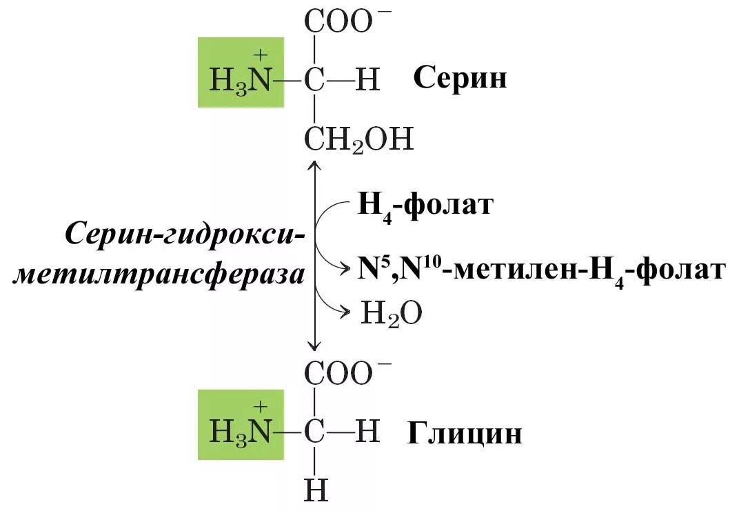 Реакция образования Серина из глицина. Синтез Серина из 3-фосфоглицерата и глицина. Образование глицина из Серина. Синтез глицина в организме из Серина. 5 oh группой