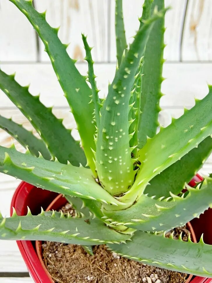 Купить алоэ в горшке в москве. Алоэ arborescens. Алоэ arborescens (60 см). Aloe arborescens variegata. Алоэ Арборесценс срезка.