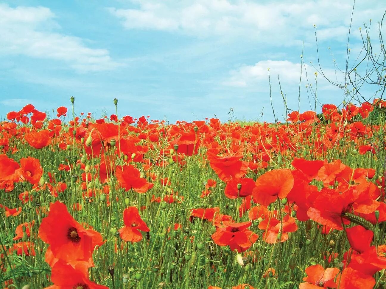 Маки скосана. Маки живое пламя. Поле красных цветов. Живое пламя картина. Живое пламя носов маки.