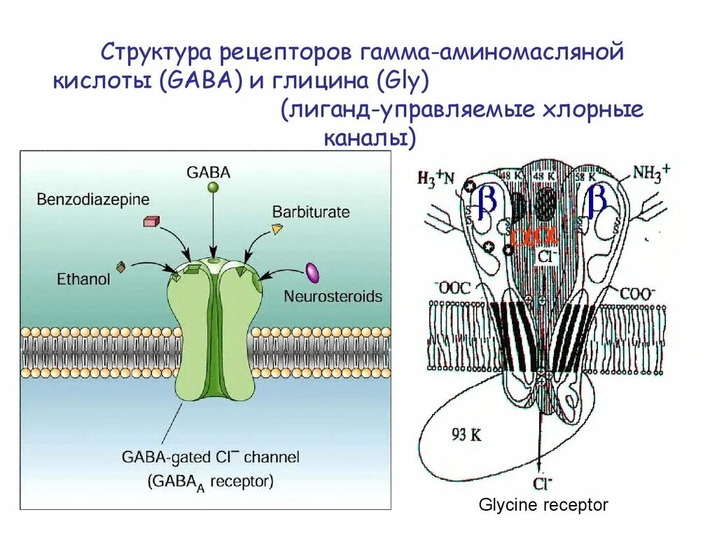 Глициновый Рецептор строение. Рецептор гамма-аминомасляной кислоты. ГАМК Рецептор физиология. Строение ГАМК рецептора.