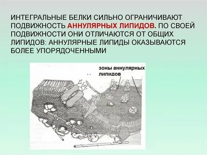 Сильно ограничена