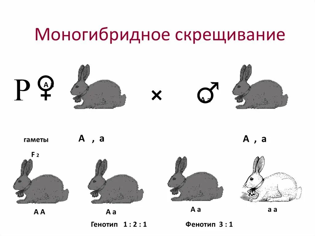 Моногибридное скрещивание схема скрещивания. Схема моногибридного скрещивания. Основы генетики моногибридное скрещивание. Моногибридное и дигибридное скрещивание схема.