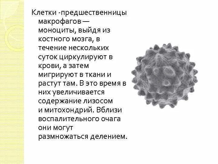 Клетка предшественница макрофага. Макрофаги это клетки. Макрофаги образуются из. Макрофаги количество